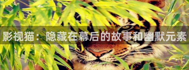 桔子视频网页版：影视猫：隐藏在幕后的故事和幽默元素